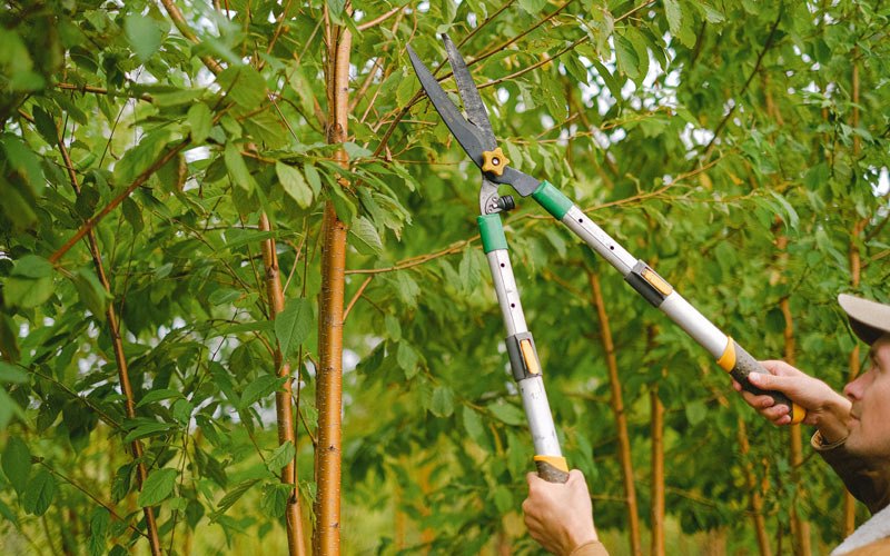 Tree trimming in Burns, OR
